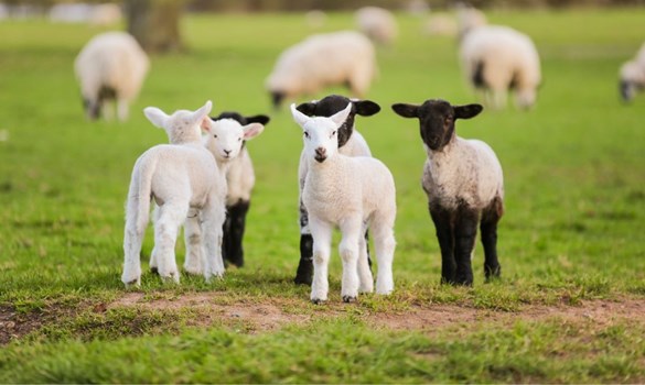 Close up of a group of lambs stood in a grassy field.